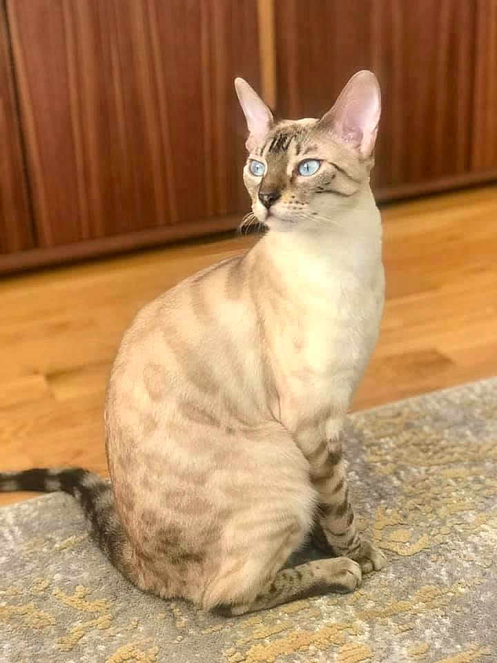 Bella