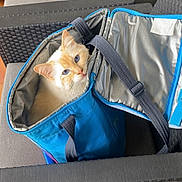 Zazou Galabertier a rejoint le concours — aidez-le/la à gagner de superbes lots ! animal_in_bag, blue_eyes, blue_strap, cat, cozy, cream_colored, curious, domestic_animal, feline, furniture, home, indoor, insulated_bag, looking_up, pet, relaxed, seat_cushion, soft_fur, tiled_floor, wicker_chair