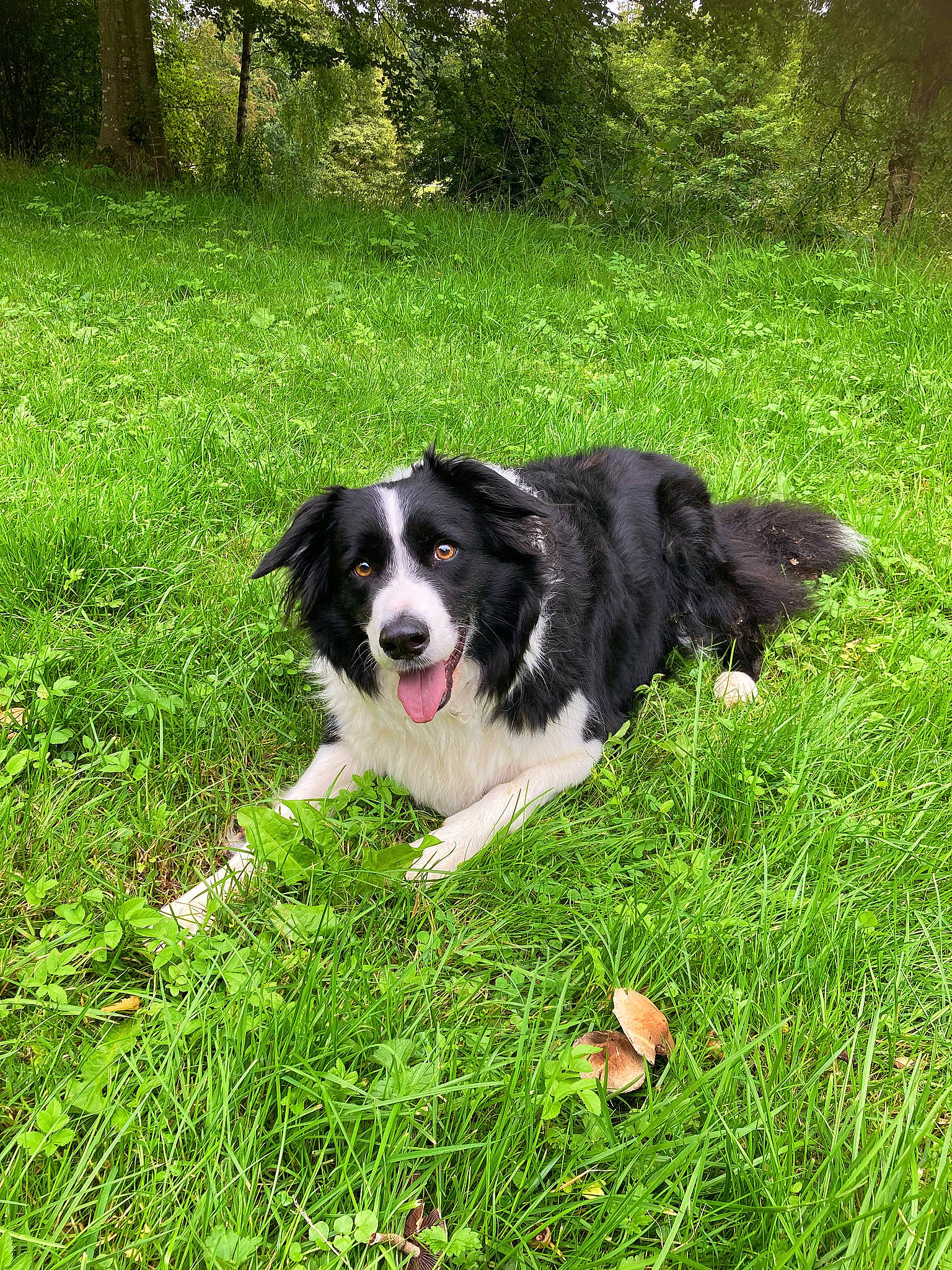 Chayse joined the competition — help win amazing prizes! australian_collie, border_collie, canidae, carnivore, companion_dog, dog, dog_breed, grass, groundcover, gun_dog, herding_dog, plant, sporting_group, terrestrial_animal, tree, working_dog