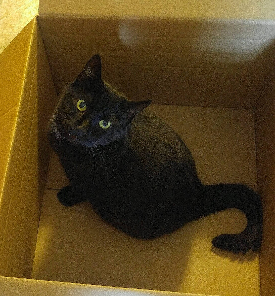 Mojo joined the competition — help win amazing prizes! black_cat, box, carnivore, carton, cat, cat_supply, domestic_short_haired_cat, felidae, fur, grey, paw, pet_supply, room, small_to_medium_sized_cats, snout, tail, terrestrial_animal, whiskers