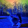 Fuzzy Face is registered to the contest to win money with this photo: animal, bare_trees, blue_light, cat, colorful_sky, fluffy_cat, green_sky, landscape, nature, night, orange_sky, outdoor, pet, scenic, sky, surreal, trees, twilight, wildlife, wood