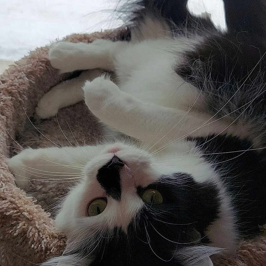 Fuzzy Face