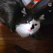 Fuzzy Face joined the competition — help win amazing prizes! animal, black_and_white, box, cat, closeup, curious, domestic, ears, face, floor, fluffy, fur, household_items, indoor, jug, looking_up, open_mouth, pet, whiskers, wooden_floor