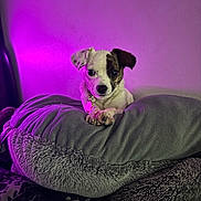 Poppy joined the competition — help win amazing prizes! dog, small_dog, pillow, gray_pillow, purple_light, indoor, pet, cute, cozy, wall, fur, animal, collar, tag, resting, looking, ears, snout, bed, soft_texture