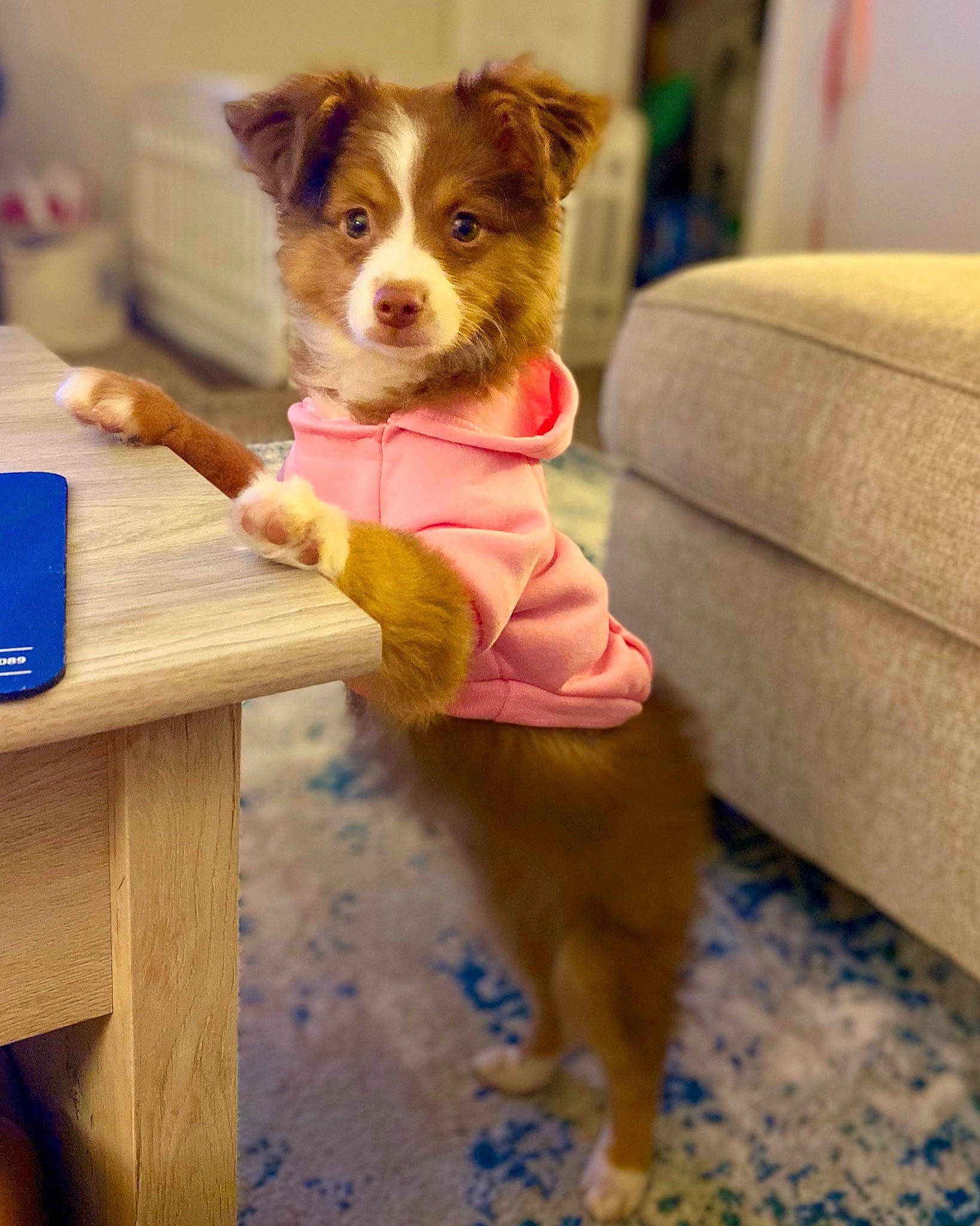 Autumn is registered to the contest to win money with this photo: canidae, carnivore, collar, companion_dog, couch, dog, dog_breed, dog_clothes, dog_supply, floor, fur, living_room, mammal, pet_supply, plastic, puppy, snout, sporting_group, vertebrate, working_animal