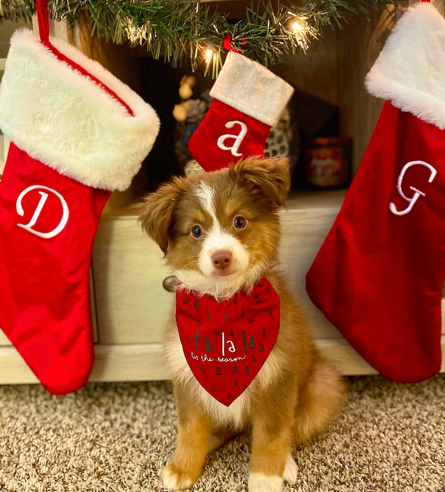 Autumn joined the competition — help win amazing prizes! carnivore, christmas, christmas_decoration, christmas_eve, companion_dog, costume_accessory, costume_hat, dog, dog_breed, dog_clothes, dog_supply, event, fictional_character, fur, holiday, interior_design, pet_supply, puppy, santa_claus, snout