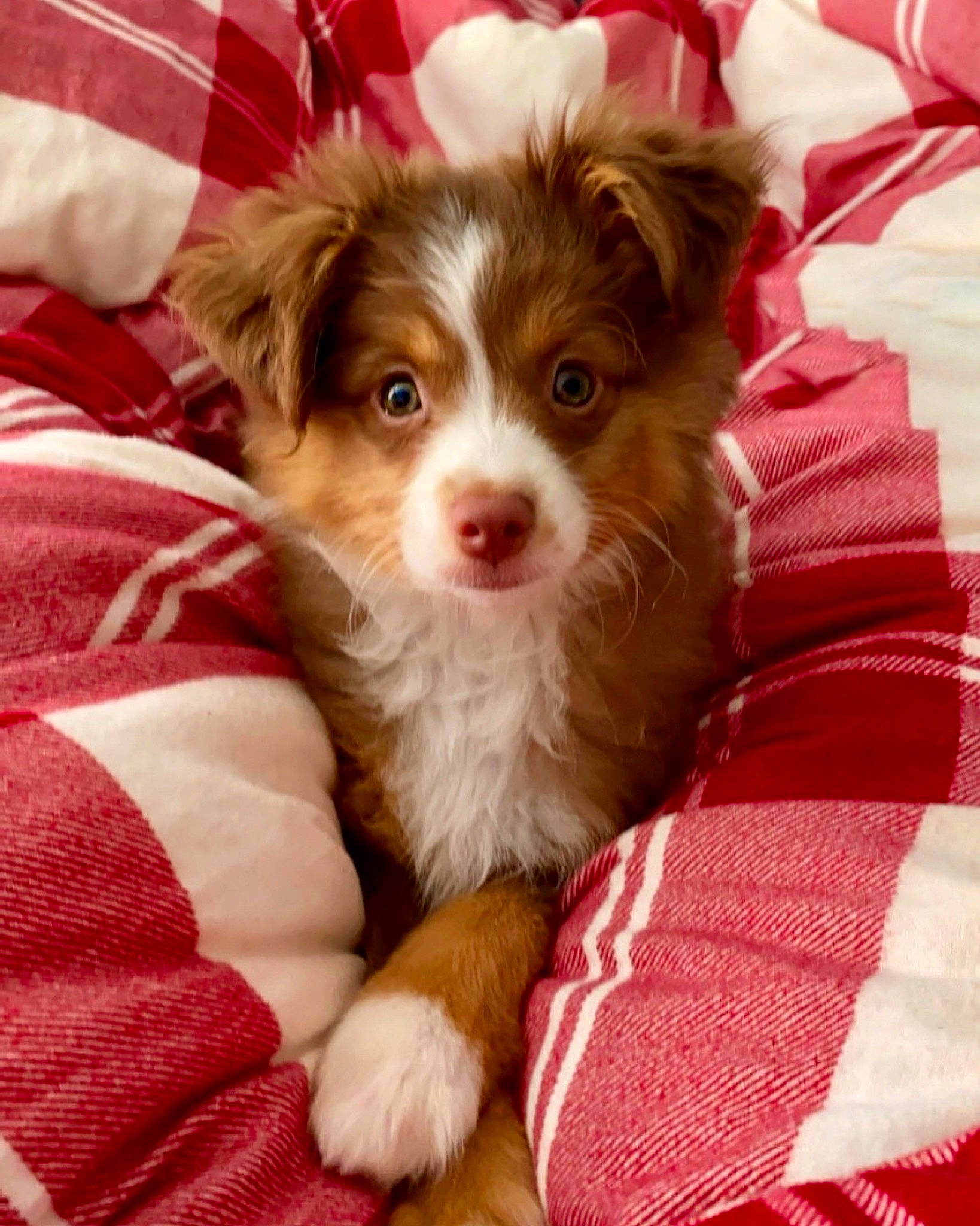Autumn joined the competition — help win amazing prizes! canidae, carnivore, companion_dog, dog, dog_breed, fawn, fur, linens, liver, miniature_australian_shepherd, non_sporting_group, puppy, sporting_group, textile, toy_dog, working_animal, working_dog