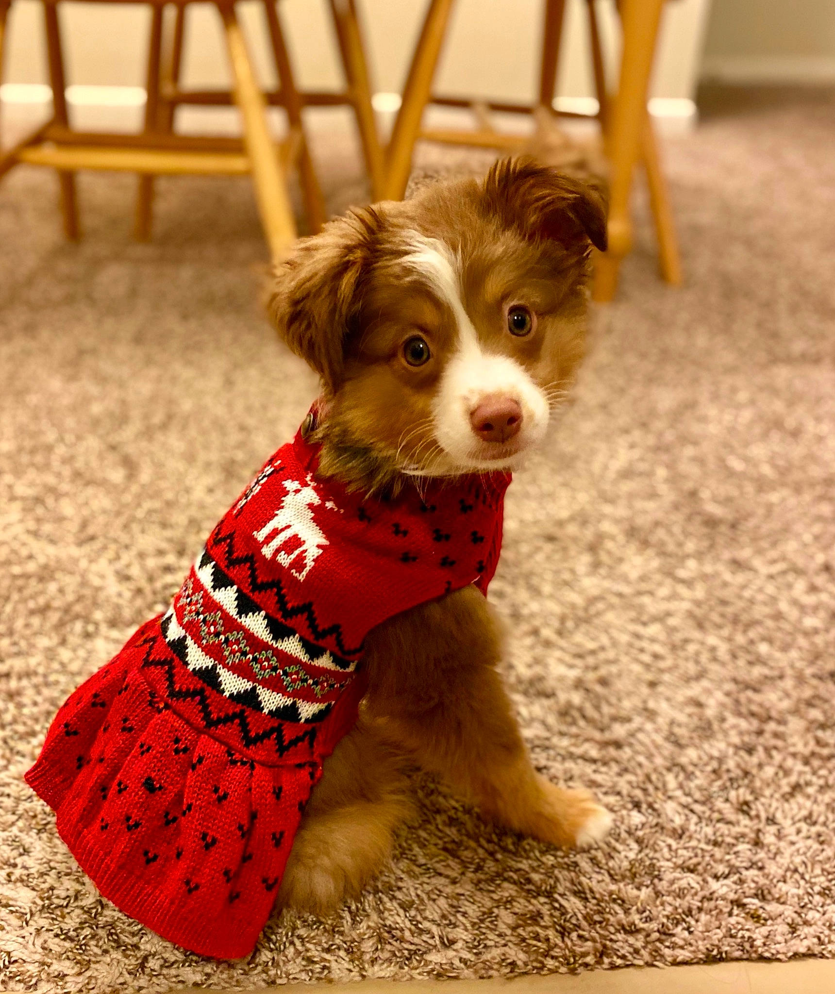 Autumn is registered to the contest to win money with this photo: canidae, carnivore, collar, companion_dog, dog, dog_breed, dog_clothes, dog_supply, fawn, floor, flooring, fur, liver, mammal, pet_supply, puppy, snout, sporting_group, toy_dog, working_animal