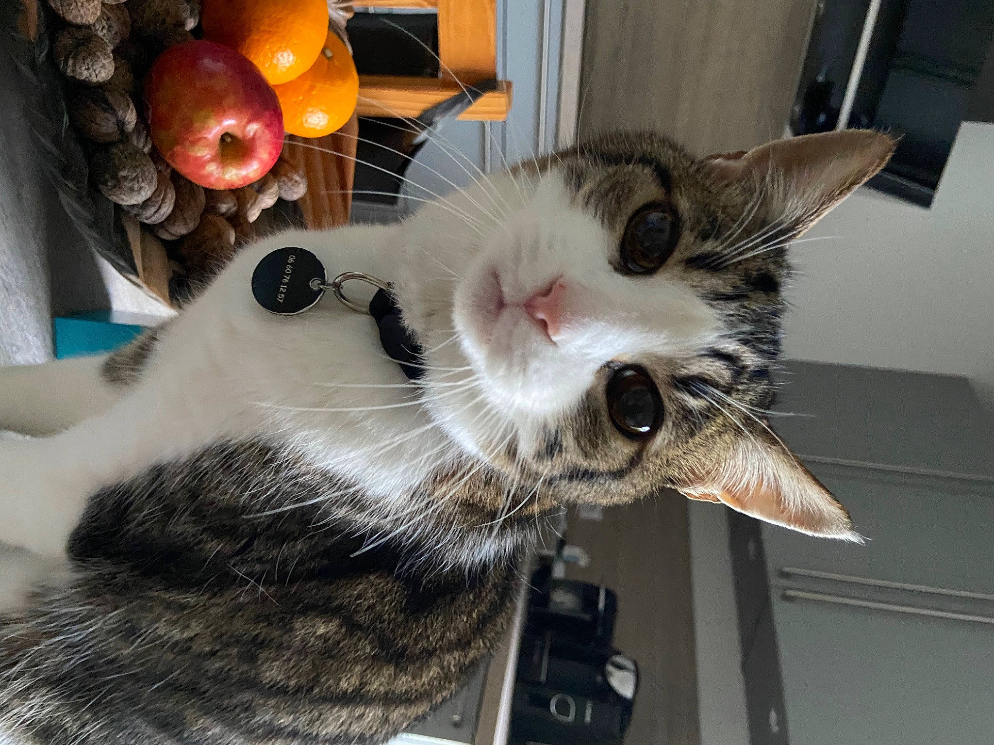 Byron a rejoint le concours — aidez-le/la à gagner de superbes lots ! carnivore, cat, claw, comfort, domestic_short_haired_cat, felidae, fur, metal, paw, plant, small_to_medium_sized_cats, snout, tail, tree, whiskers