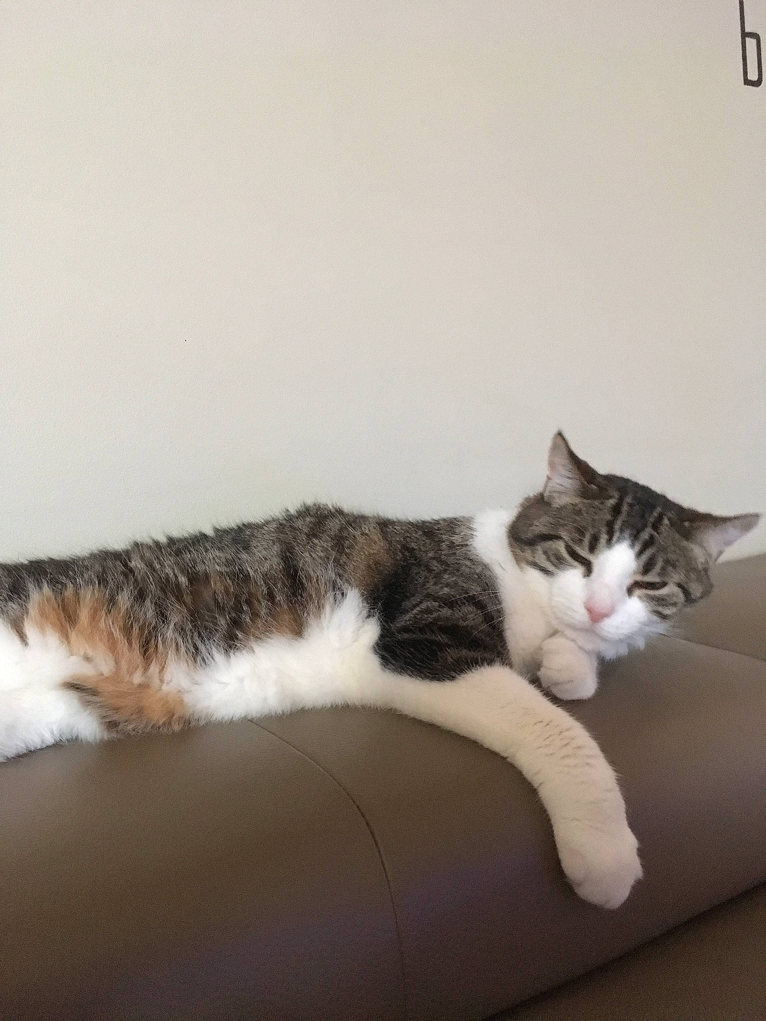 Byron participe au concours pour gagner de l'argent avec cette photo : carnivore, cat, comfort, domestic_short_haired_cat, felidae, fur, paw, sitting, small_to_medium_sized_cats, snout, tail, whiskers, wood