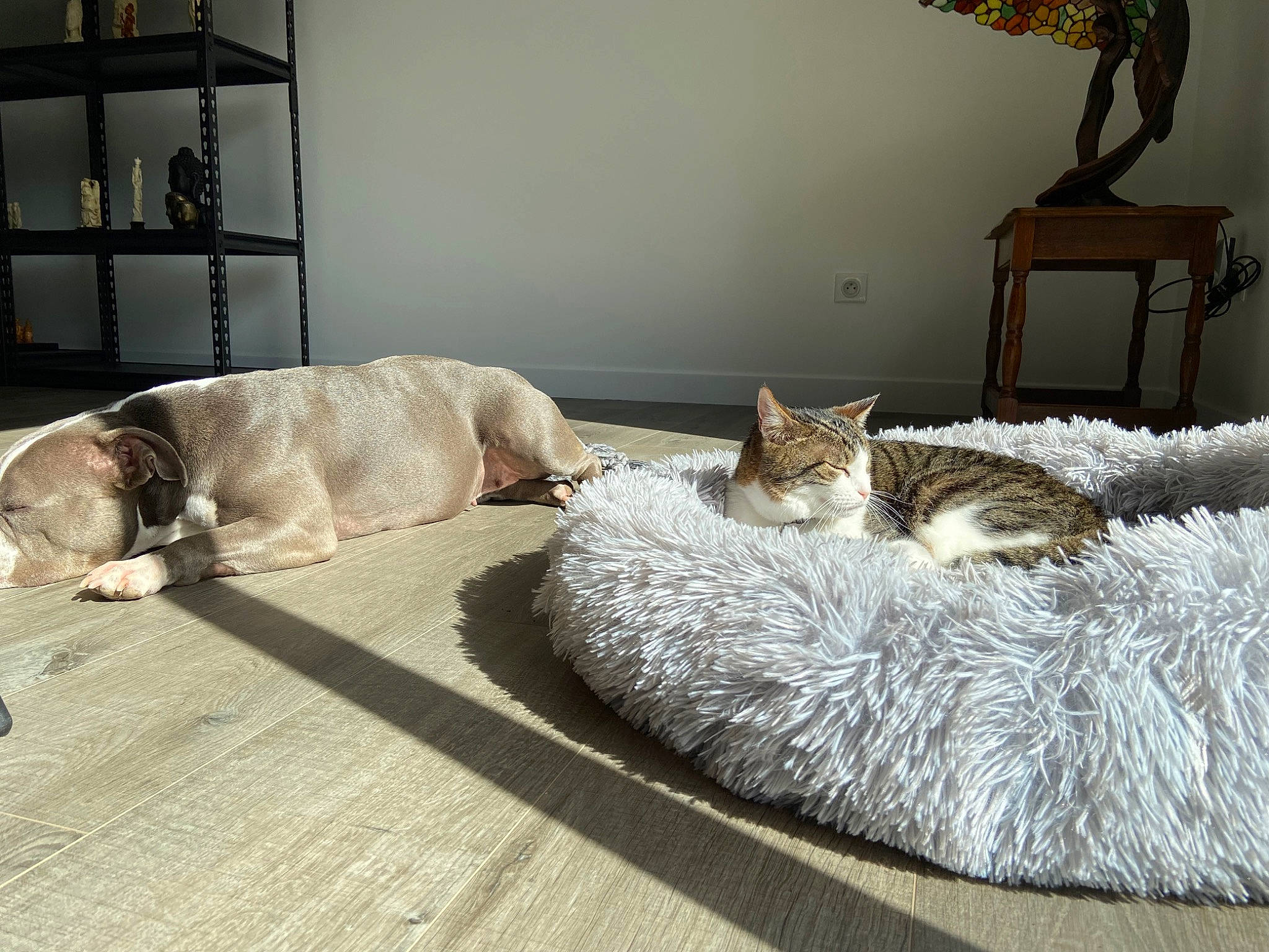 Byron participe au concours pour gagner de l'argent avec cette photo : bedding, carnivore, cat, comfort, couch, dog, fawn, felidae, floor, flooring, furniture, grey, hardwood, linens, living_room, plant, small_to_medium_sized_cats, tail, whiskers, wood