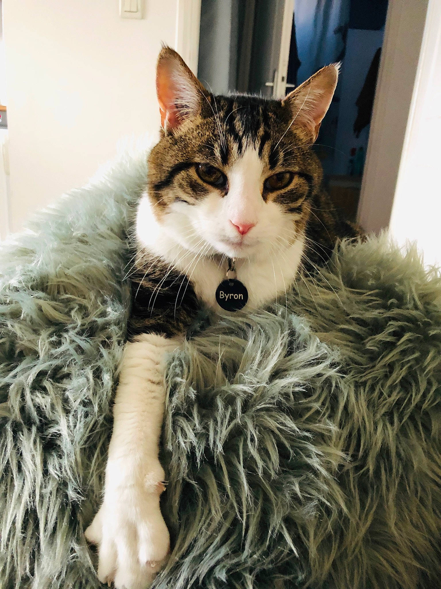 Byron participe au concours pour gagner de l'argent avec cette photo : carnivore, cat, claw, domestic_short_haired_cat, door, felidae, fur, iris, natural_material, paw, sitting, small_to_medium_sized_cats, snout, tree, whiskers, window