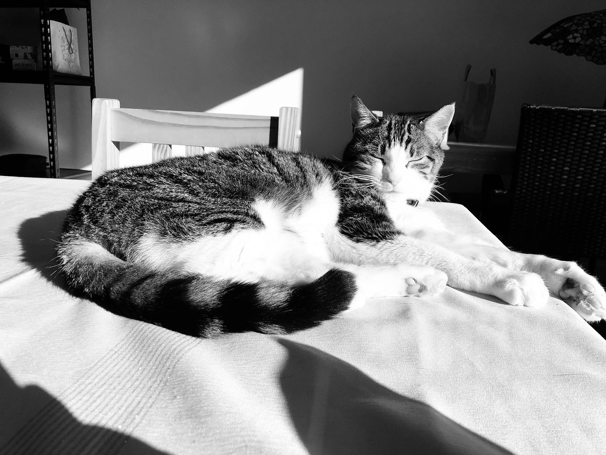 Byron participe au concours pour gagner de l'argent avec cette photo : black, black_and_white, carnivore, cat, comfort, domestic_short_haired_cat, felidae, fur, grey, linens, mammal, monochrome, monochrome_photography, paw, small_to_medium_sized_cats, snout, style, vertebrate, whiskers, white