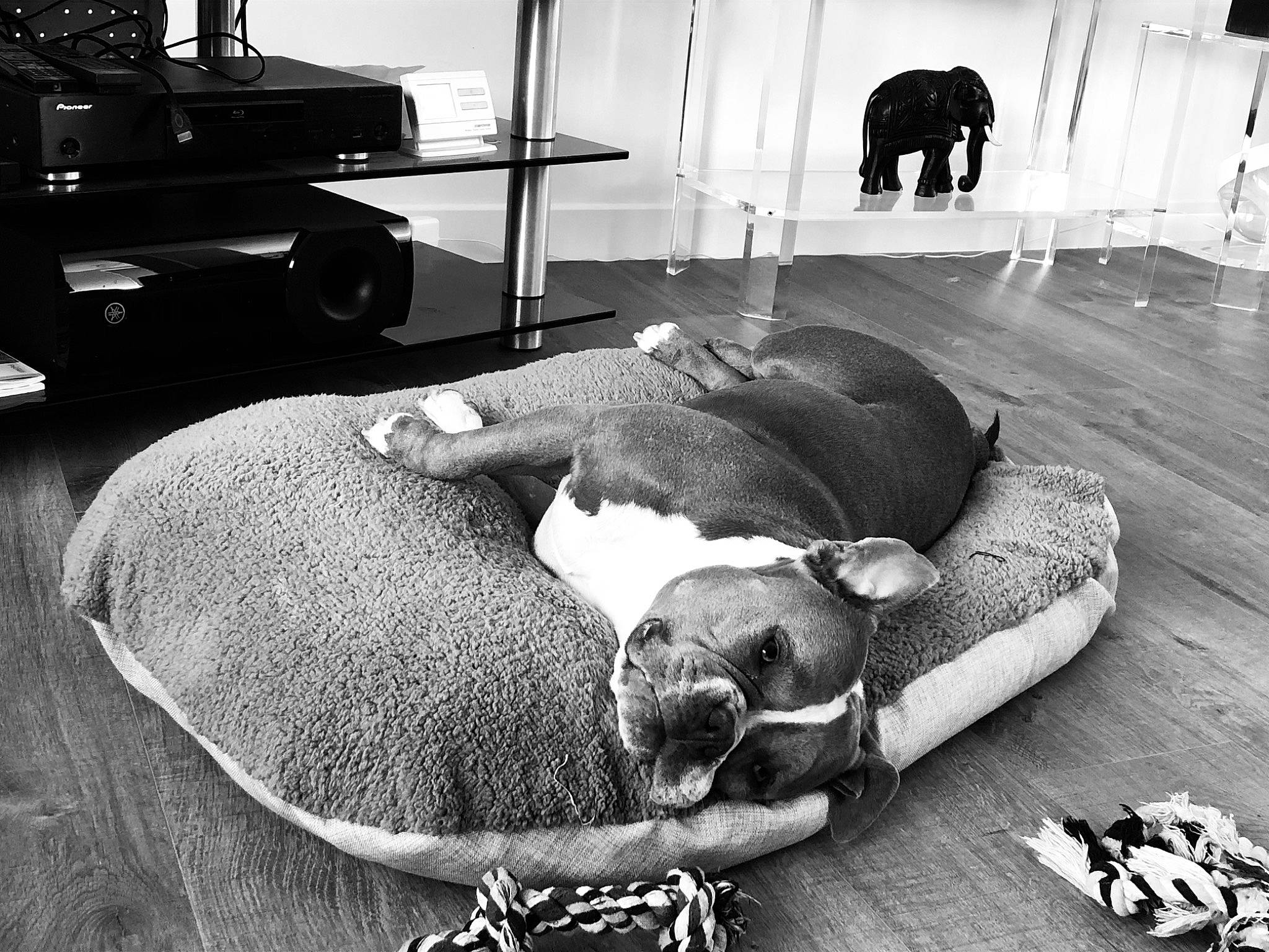 Shifumi a rejoint le concours — aidez-le/la à gagner de superbes lots ! black, black_and_white, carnivore, comfort, companion_dog, dog, dog_bed, dog_breed, flooring, furniture, grey, mammal, monochrome, monochrome_photography, snapshot, snout, style, white, wood, working_animal
