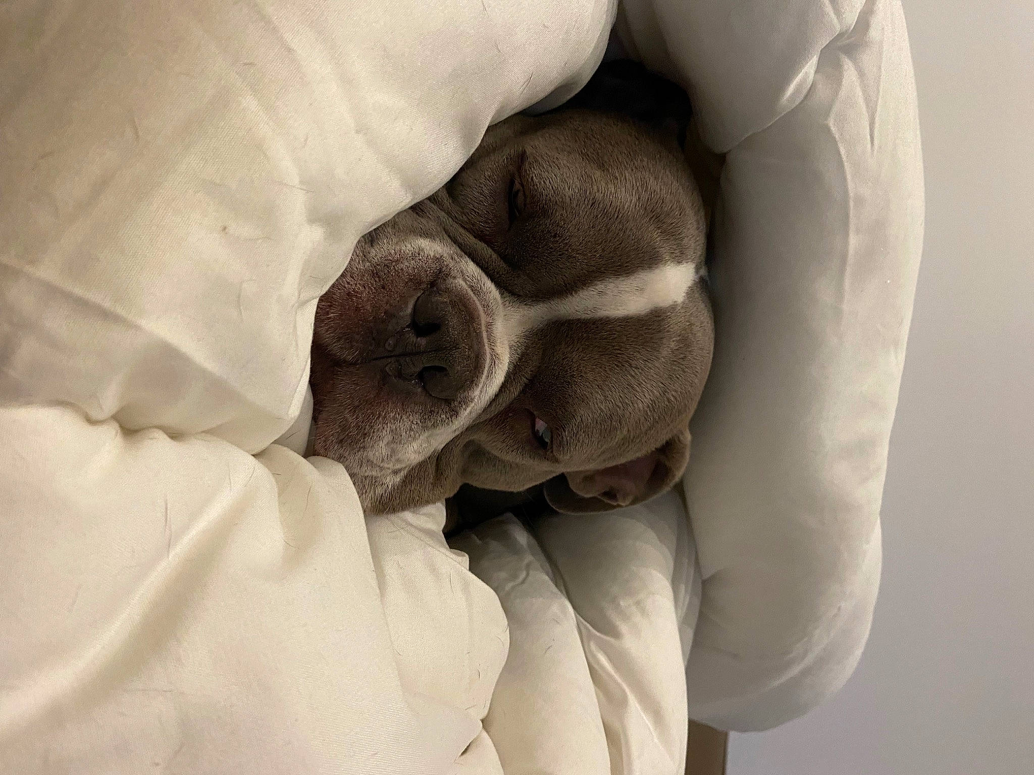 Shifumi participe au concours pour gagner de l'argent avec cette photo : abdomen, arm, chest, comfort, elbow, eye, finger, gesture, grey, hand, human_body, human_leg, jaw, knee, leg, linens, petal, snout, trunk, wrinkle