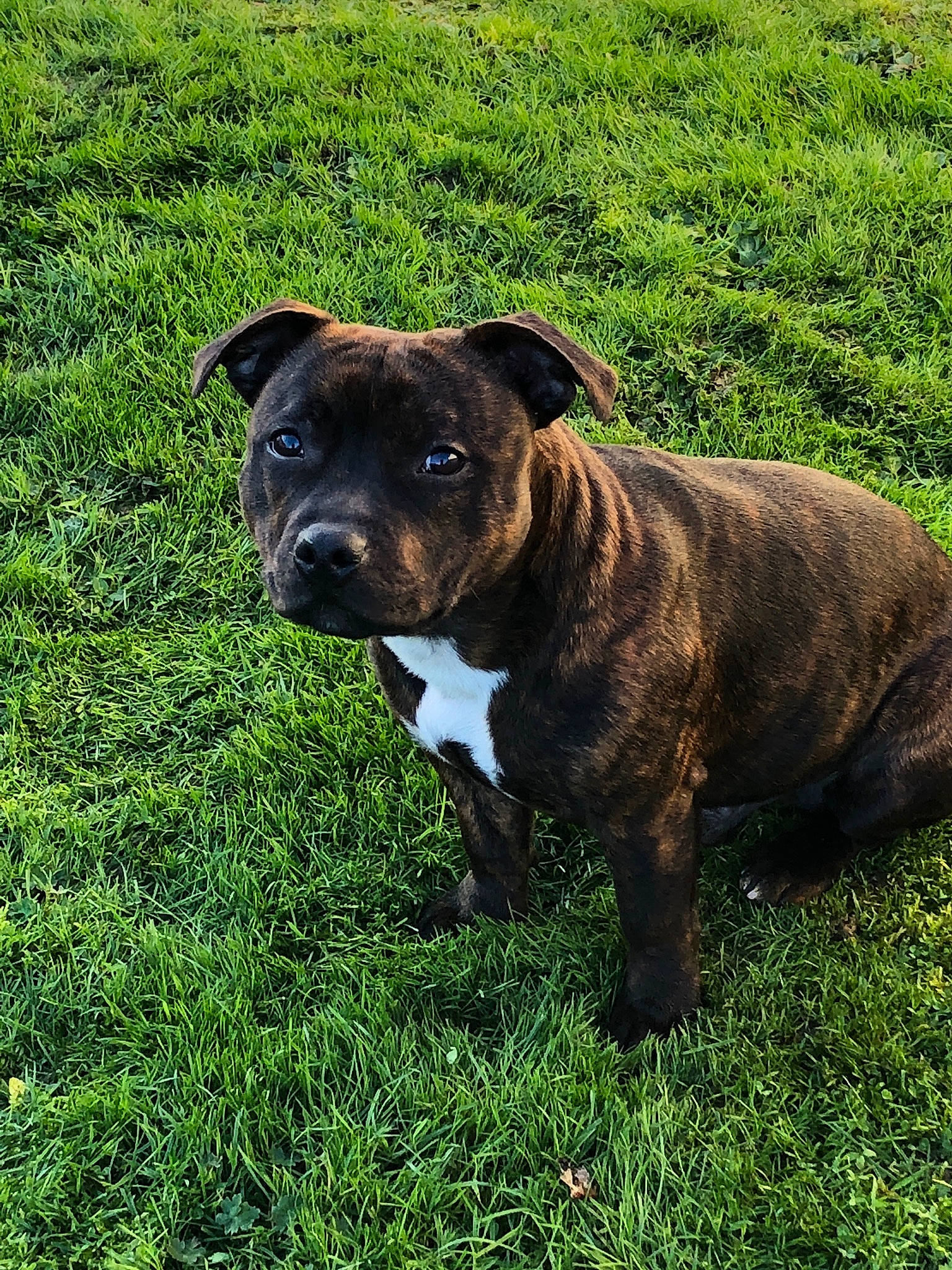 Natcho participe au concours pour gagner de l'argent avec cette photo : canidae, carnivore, companion_dog, dog, dog_breed, fawn, grass, grassland, groundcover, hunting_dog, liver, non_sporting_group, plant, snout, sporting_group, tail, terrestrial_animal, whiskers, working_animal, working_dog