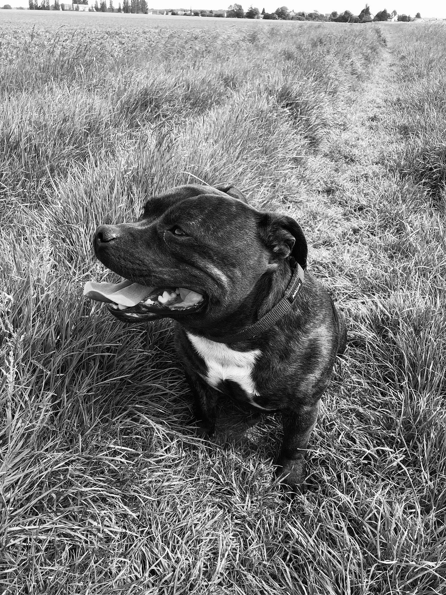 Natcho a rejoint le concours — aidez-le/la à gagner de superbes lots ! black_and_white, carnivore, collar, companion_dog, dog, dog_breed, dog_collar, grass, monochrome, monochrome_photography, plant, retriever, snout, soil, sporting_group, style, terrestrial_animal, tree, whiskers, working_animal
