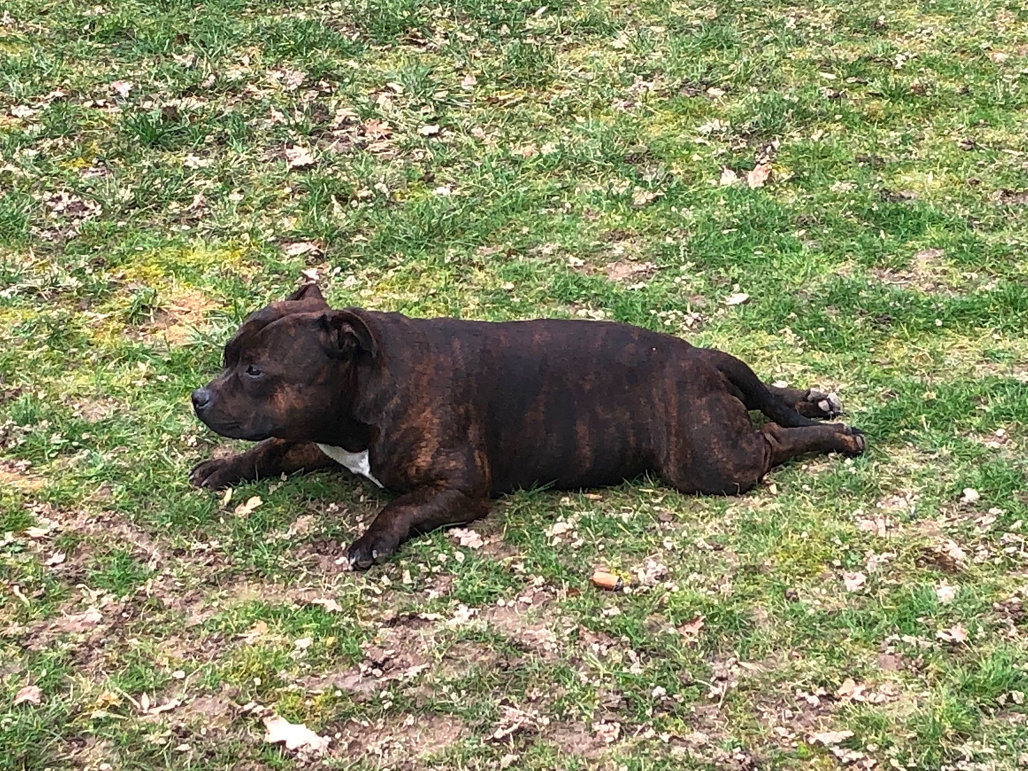 Natcho participe au concours pour gagner de l'argent avec cette photo : bear, bovine, canidae, carnivore, dog_breed, eye, fur, grass, grassland, grazing, groundcover, livestock, natural_landscape, pasture, plant, snout, sporting_group, tail, terrestrial_animal, working_animal