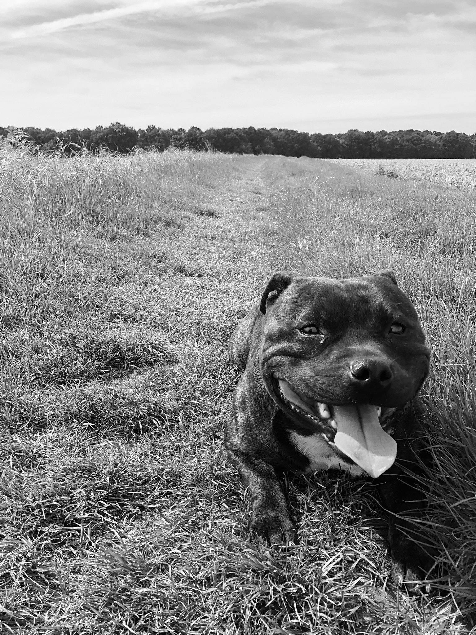 Natcho participe au concours pour gagner de l'argent avec cette photo : black_and_white, carnivore, cloud, dog, dog_breed, eye, fawn, grass, grassland, landscape, natural_environment, plant, rural_area, sculpture, sky, style, terrestrial_animal, tree, whiskers, working_animal