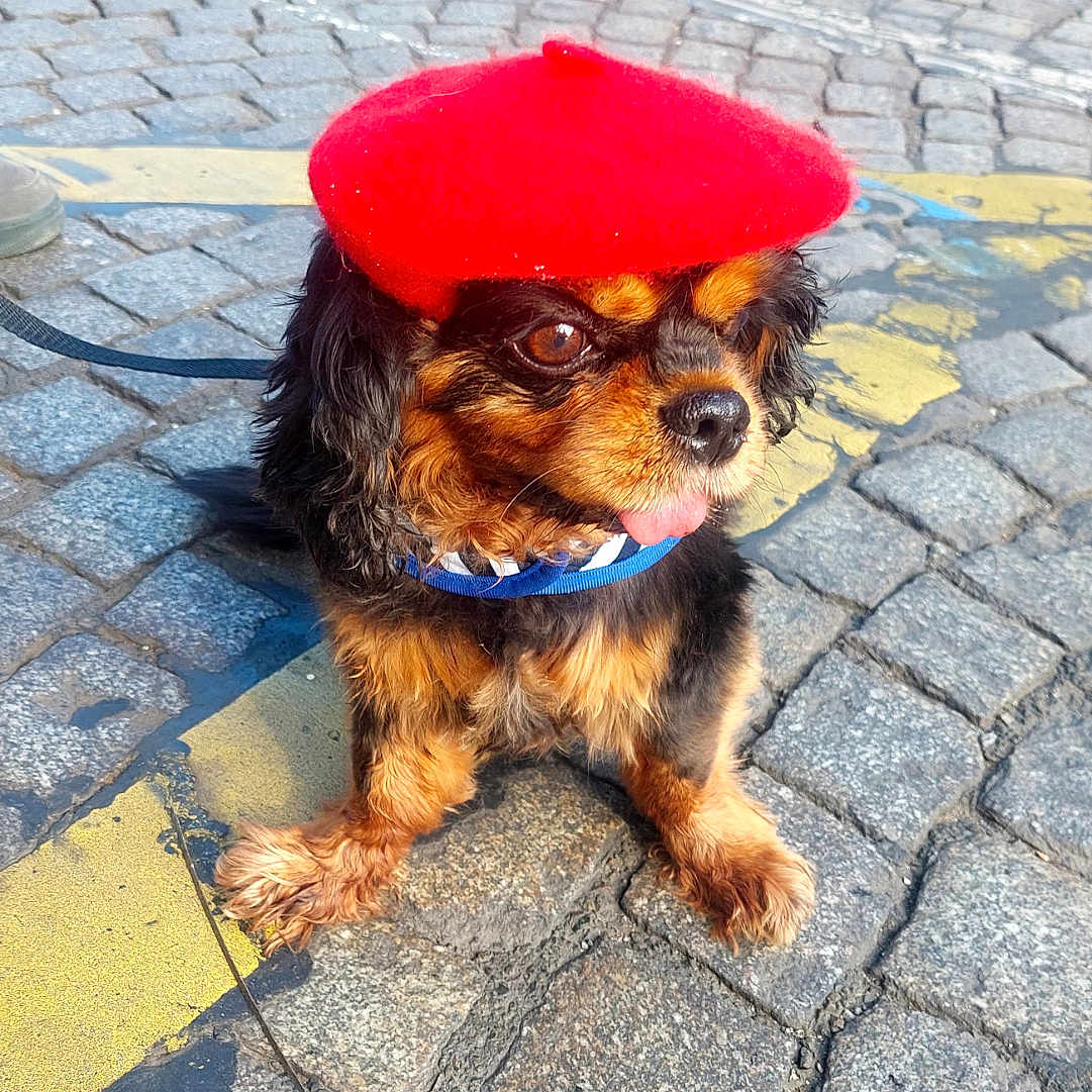 Nicky participe au concours pour gagner de l'argent avec cette photo : dog, puppy, cavalier_king_charles_spaniel, beret, red_hat, pet, sitting, outdoor, cobblestone, street, pavement, leash, collar, tongue, fluffy, brown, black, portrait, funny, urban