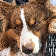 Malo participe au concours pour gagner de l'argent avec cette photo : animal, brown, calm, close_up, dog, ears, face, fluffy, fur, nose, outdoor, pet, portrait, relaxed, resting, sleepy, texture, whiskers, white, wicker
