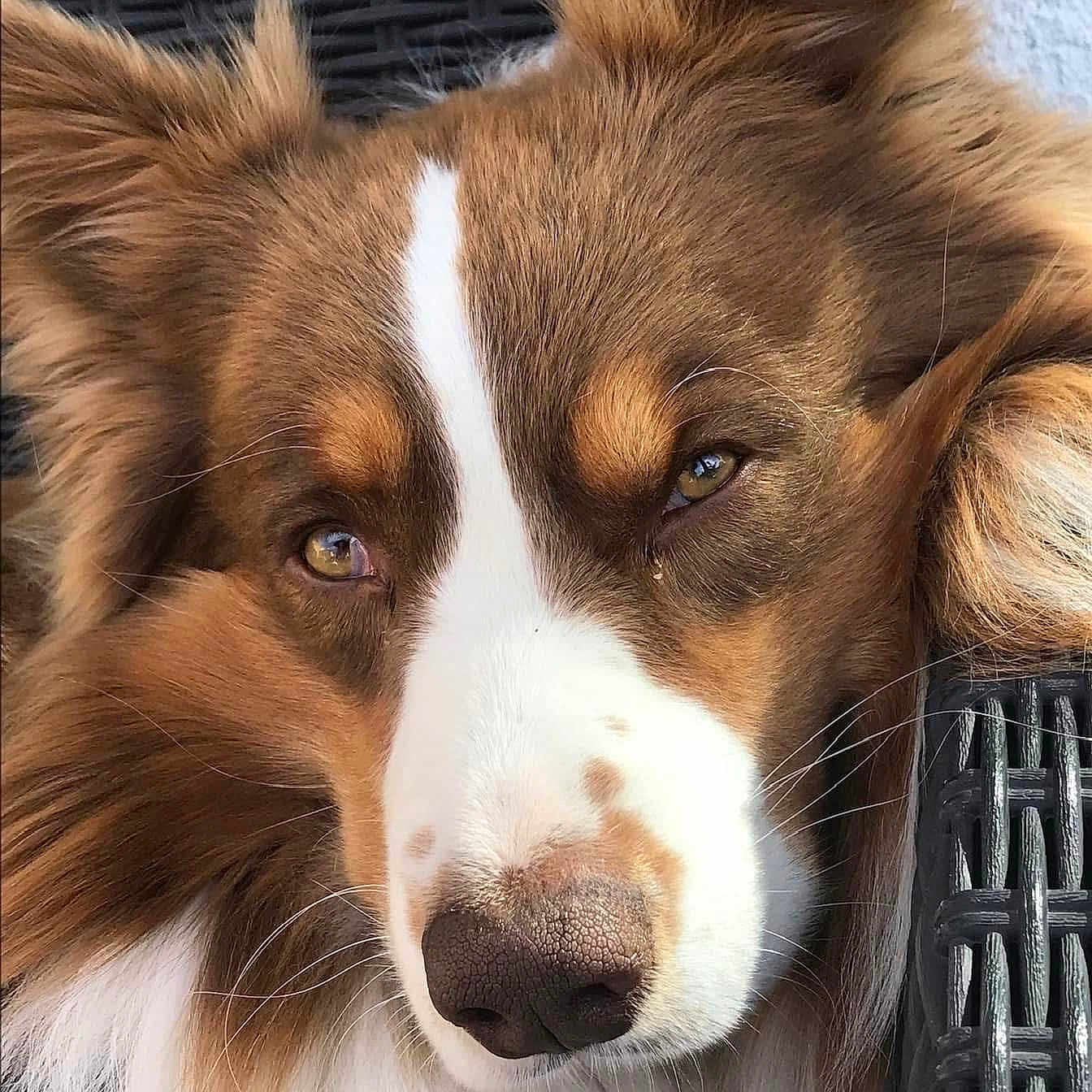 Malo participe au concours pour gagner de l'argent avec cette photo : animal, brown, calm, close_up, dog, ears, face, fluffy, fur, nose, outdoor, pet, portrait, relaxed, resting, sleepy, texture, whiskers, white, wicker