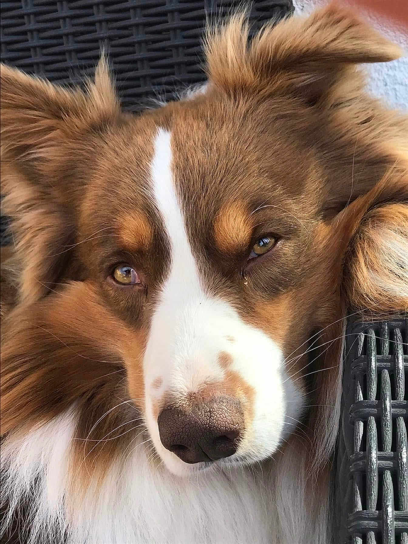 Malo participe au concours pour gagner de l'argent avec cette photo : animal, brown, calm, close_up, dog, ears, face, fluffy, fur, nose, outdoor, pet, portrait, relaxed, resting, sleepy, texture, whiskers, white, wicker