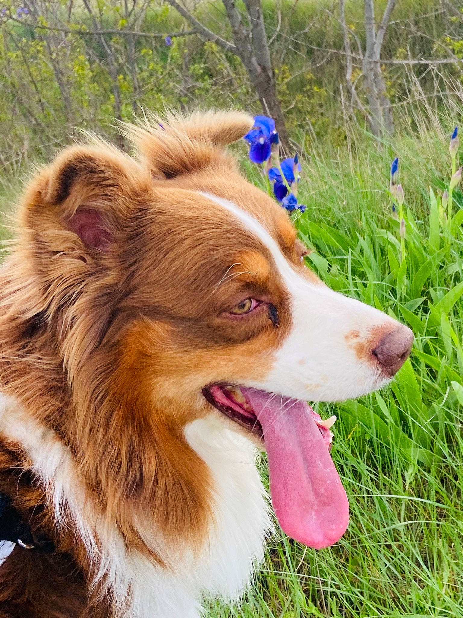 Malo participe au concours pour gagner de l'argent avec cette photo : ball, canidae, carnivore, companion_dog, dog, dog_breed, fang, fawn, flower, fur, grass, herding_dog, liver, plant, scotch_collie, snout, sporting_group, terrestrial_animal, whiskers, working_dog