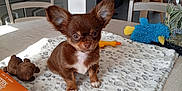 Choco participe au concours pour gagner de l'argent avec cette photo : animal, appliance, architecture, box, building, canine, chair, chihuahua, device, dog, electricaldevice, furniture, homedecor, indoors, livingroom, pet, plant, puppy, room, toy