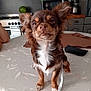 Choco a rejoint le concours — aidez-le/la à gagner de superbes lots ! animal, appliance, brown, cabinets, countertop, curious, cute, dog, domestic, ears, fur, indoor, kitchen, pet, small_dog, standing, stove, table, tablecloth, white