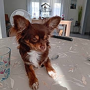 Choco a rejoint le concours — aidez-le/la à gagner de superbes lots ! animal, brown_dog, curtains, dog, ears, fan, furniture, glass, indoor, living_room, paw, pet, remote_control, small_dog, spoon, table, tablecloth, television, window, wooden_chair