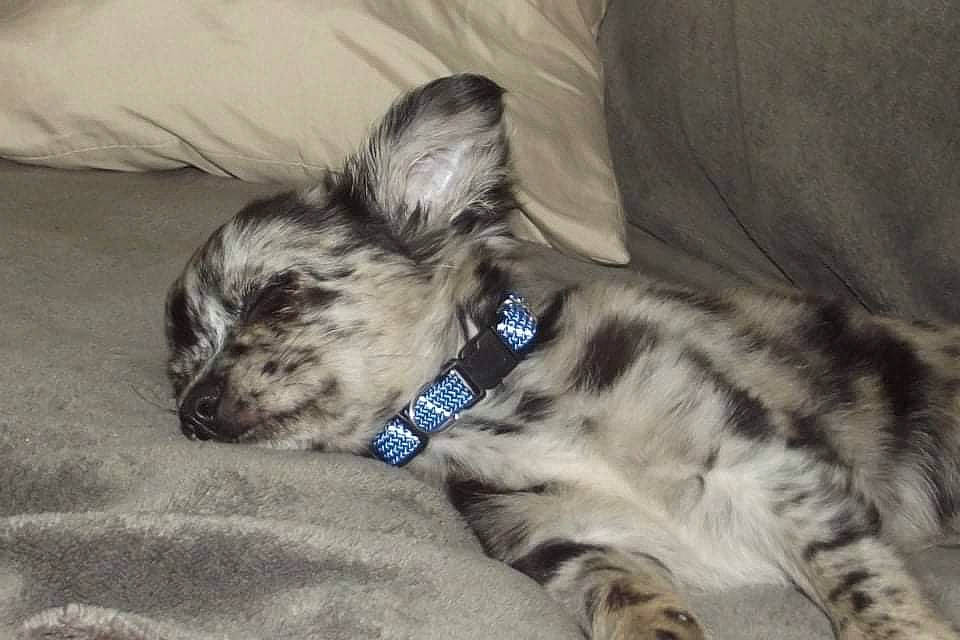 Samy a rejoint le concours — aidez-le/la à gagner de superbes lots ! carnivore, cat, claw, comfort, couch, dog_breed, domestic_short_haired_cat, fawn, felidae, fur, paw, small_to_medium_sized_cats, snout, terrestrial_animal, whiskers