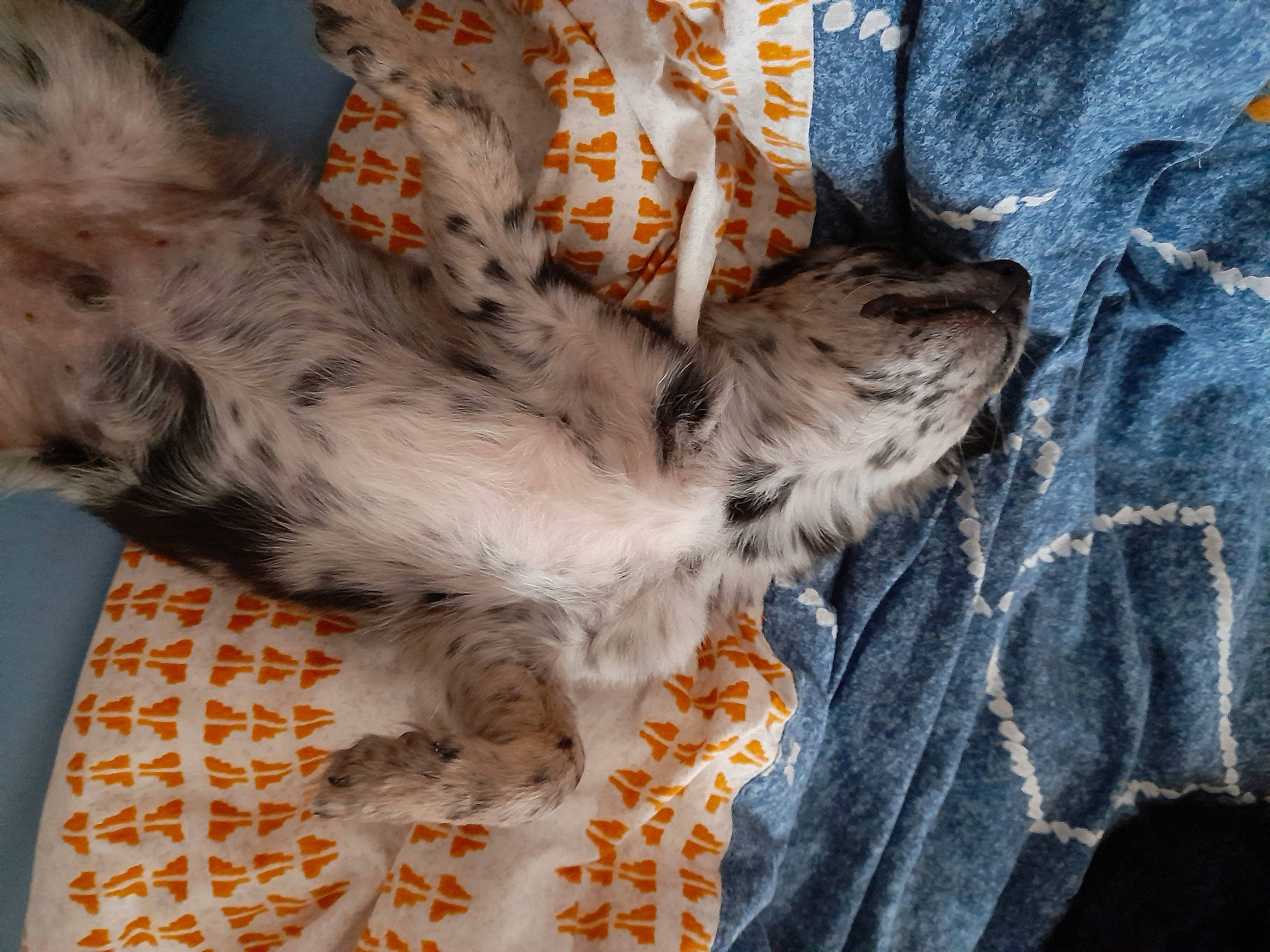 Samy a rejoint le concours — aidez-le/la à gagner de superbes lots ! canidae, carnivore, claw, comfort, companion_dog, denim, dog_breed, fawn, felidae, fur, human_leg, pattern, paw, small_to_medium_sized_cats, sporting_group, tail, terrier, toy_dog, whiskers, wood