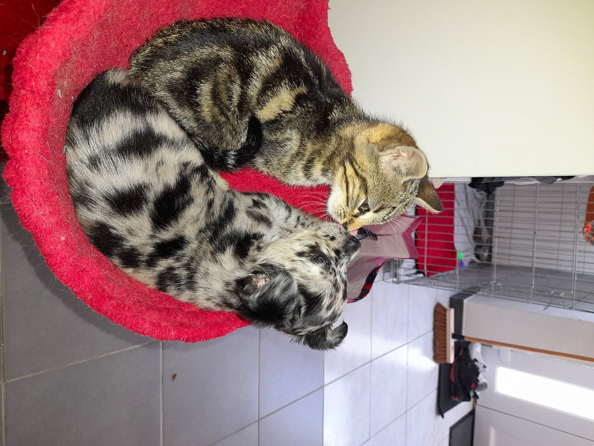 Samy a rejoint le concours — aidez-le/la à gagner de superbes lots ! canidae, carnivore, cat, claw, comfort, companion_dog, dog, dog_breed, domestic_short_haired_cat, felidae, fur, nap, pattern, paw, small_to_medium_sized_cats, snout, sporting_group, tail, terrestrial_animal, whiskers