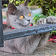Chanel is registered to the contest to win money with this photo: cat, gray_cat, amber_eyes, red_collar, paws, metal_bar, garden, green_leaves, outdoor, curious, pet, animal, closeup, feline, whiskers, climbing, nature, fur, playful, daylight