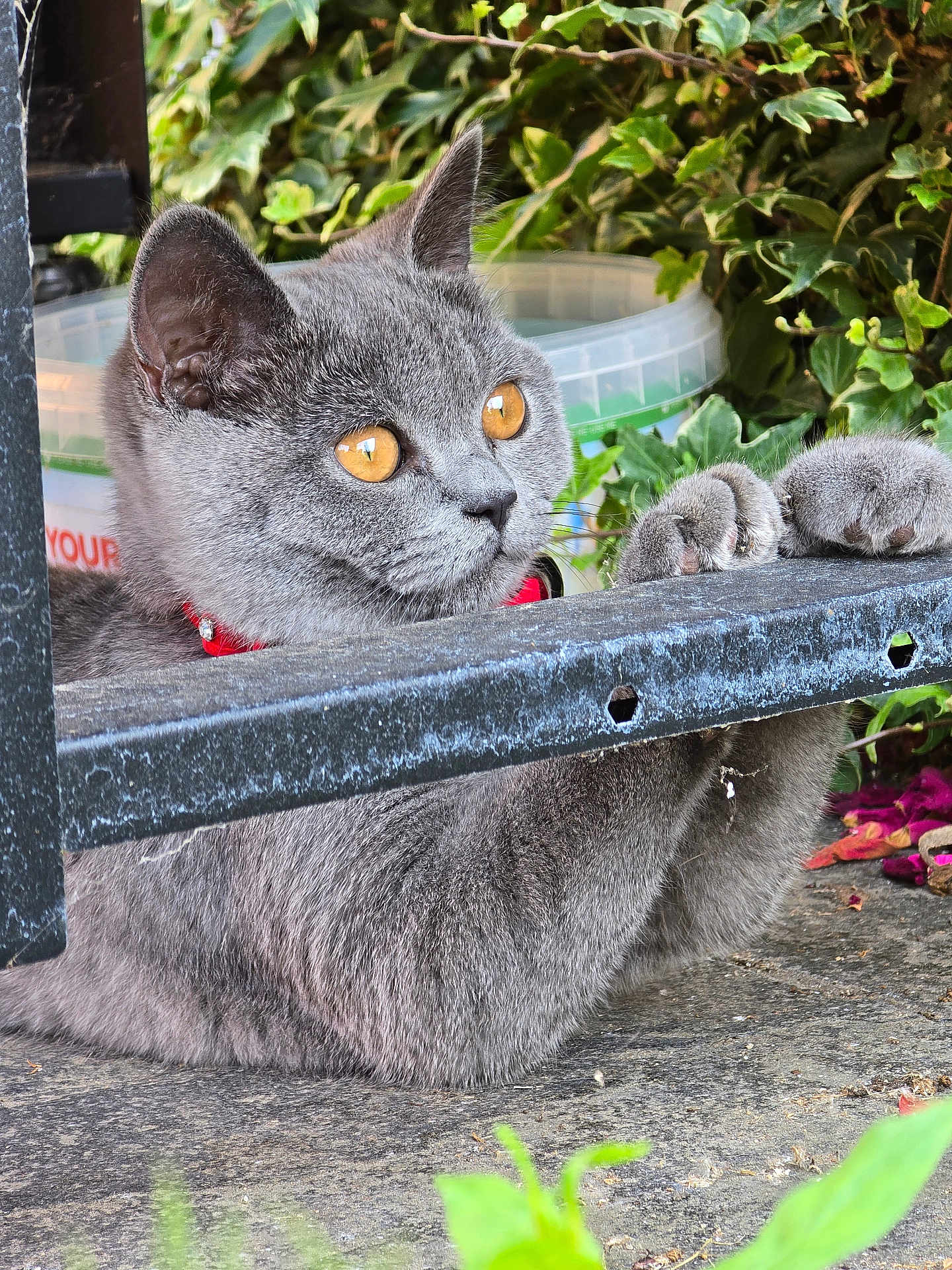 Chanel is registered to the contest to win money with this photo: cat, gray_cat, amber_eyes, red_collar, paws, metal_bar, garden, green_leaves, outdoor, curious, pet, animal, closeup, feline, whiskers, climbing, nature, fur, playful, daylight