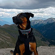 Cobalt participe au concours pour gagner de l'argent avec cette photo : adventure, animal, canine, cloud, collar, dog, fur, hiking, landscape, leash, majestic, mountain, nature, outdoor, pet, profile, rocky, scenery, sitting, sky