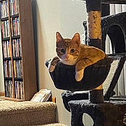 Tokyo Drift is registered to the contest to win money with this photo: cat, cat_tree, hammock, orange_cat, white_cat, pet, indoor, carpet, staircase, bookshelf, dvd_collection, wooden_furniture, relaxed, animal, feline, home, cozy, curious, resting, living_room