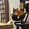 cat, cat_tree, hammock, orange_cat, white_cat, pet, indoor, carpet, staircase, bookshelf, dvd_collection, wooden_furniture, relaxed, animal, feline, home, cozy, curious, resting, living_room