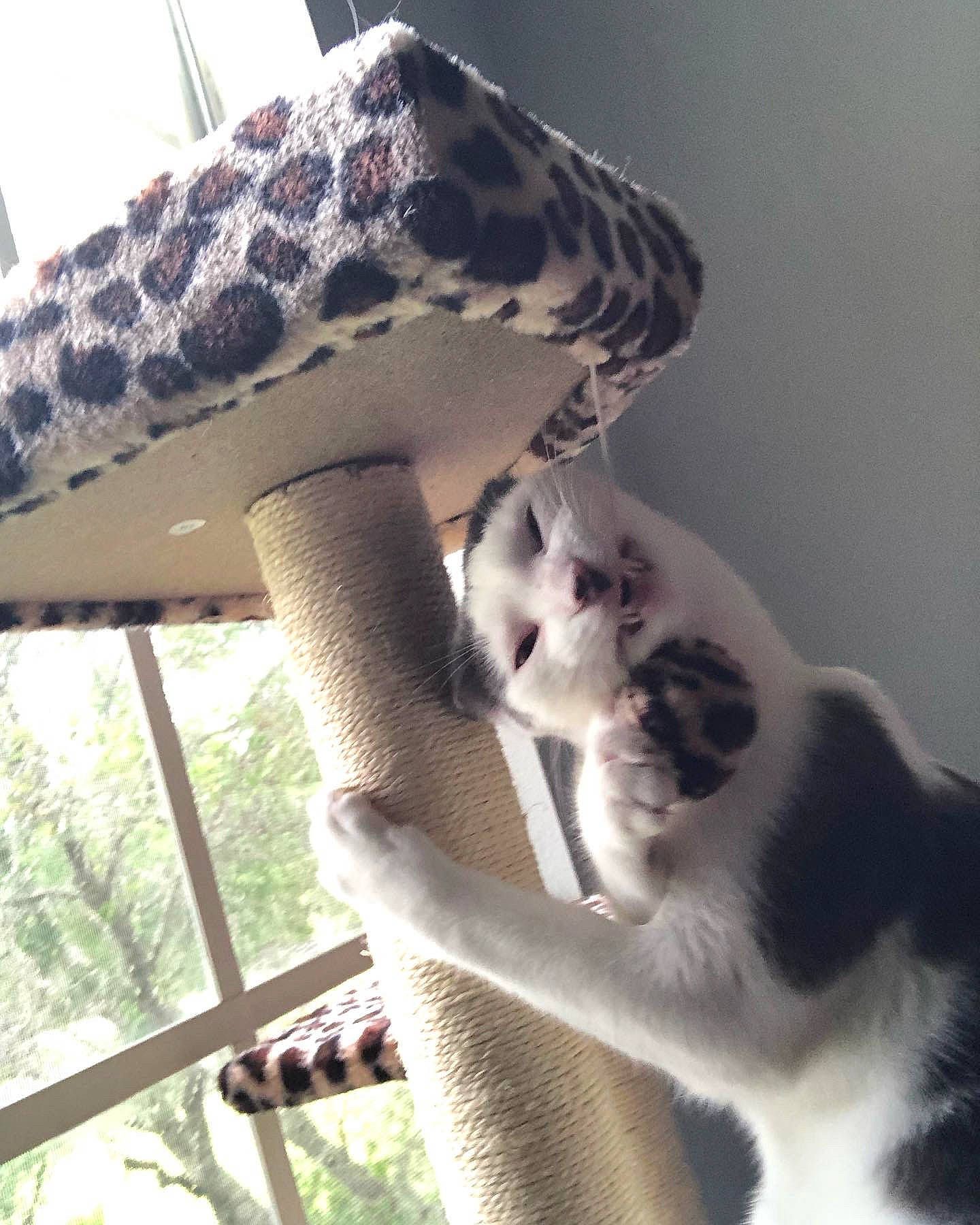 Rico is registered to the contest to win money with this photo: carnivore, cat, companion_dog, domestic_short_haired_cat, fashion_accessory, fawn, felidae, fur, grass, human_leg, mammal, paw, plant, small_to_medium_sized_cats, snout, tail, tree, vertebrate, whiskers, wildlife