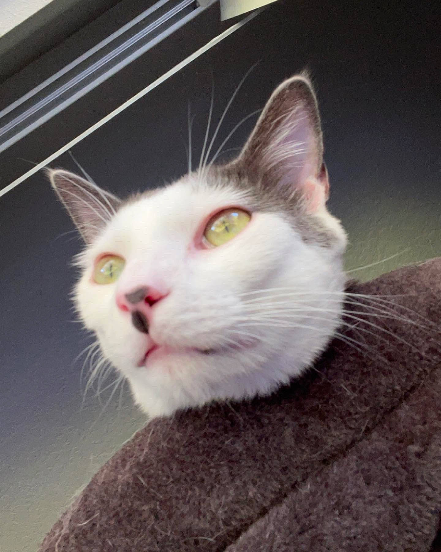 Rico is registered to the contest to win money with this photo: carnivore, cat, domestic_short_haired_cat, eye, felidae, fur, head, small_to_medium_sized_cats, snout, tail, whiskers