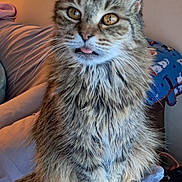 Purrincess Twinity joined the competition — help win amazing prizes! cat, tabby, fluffy, pet, animal, indoor, perch, tongue_out, cute, feline, sitting, cozy, person, human_arm, soft, golden_eyes, fur, whiskers, face, ears