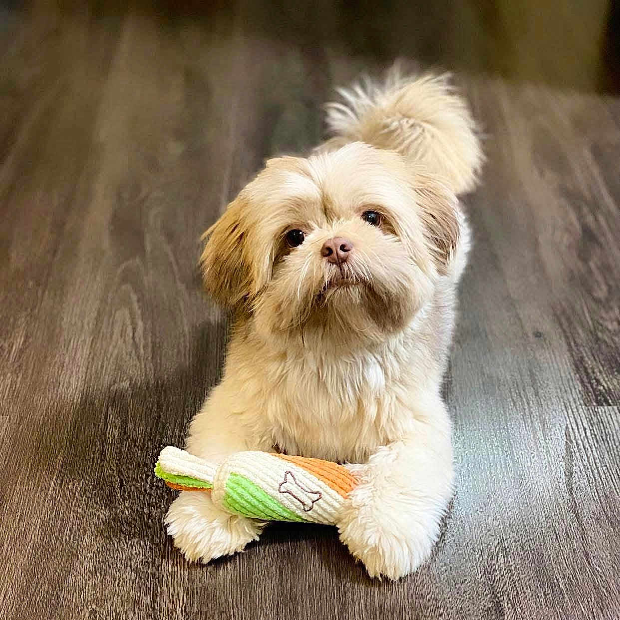 Hachi joined the competition — help win amazing prizes! adorable, animal, brown_eyes, carrot_toy, companion, cute, dog, fluffy, fur, indoor, looking_up, paw, pet, pet_toy, playing, plush_toy, puppy, small_dog, toy, wooden_floor