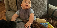 Joel joined the competition — help win amazing prizes! baby, child, dog, chair, blanket, toy, indoor, quilted, cushion, pet, wooden_floor, curious, sitting, comfortable, brown, gray, striped_clothing, bib, hand, looking_up