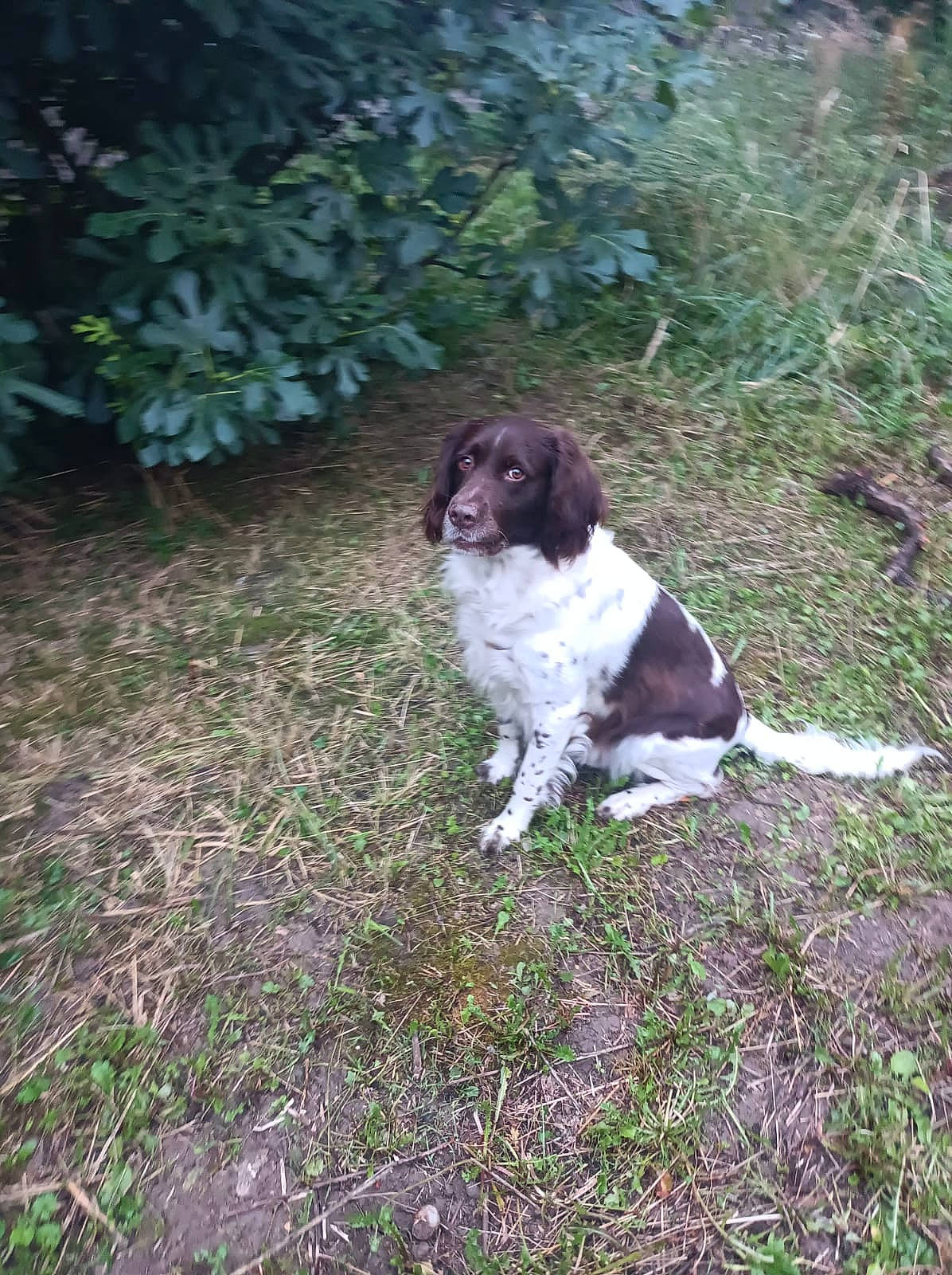 Max participe au concours pour gagner de l'argent avec cette photo : canidae, carnivore, companion_dog, dog, dog_breed, fur, grass, gun_dog, hunting_dog, liver, plant, pointing_breed, russian_spaniel, snout, soil, spaniel, sporting_group, tail, water_dog, welsh_springer_spaniel