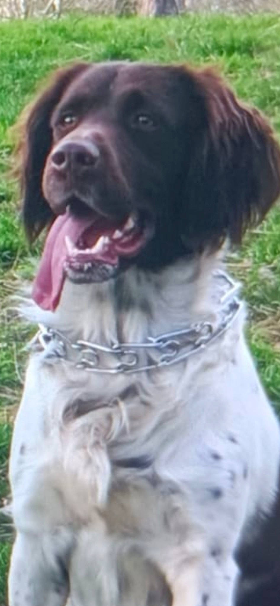 Max participe au concours pour gagner de l'argent avec cette photo : ancient_dog_breeds, borador, canidae, carnivore, collar, companion_dog, dog, dog_breed, dog_collar, dog_supply, fur, giant_dog_breed, grass, gun_dog, hunting_dog, liver, snout, sporting_group, working_animal, working_dog