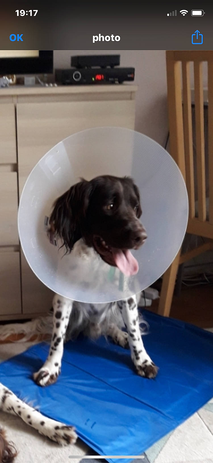 Orkan participe au concours pour gagner de l'argent avec cette photo : braque_dauvergne, canidae, carnivore, dog, dog_breed, english_springer_spaniel, french_spaniel, german_shorthaired_pointer, large_munsterlander, mammal, old_danish_pointer, pointer, pointing_breed, puppy, rare_breed_dog, small_munsterlander, snout, spaniel, sporting_group, stabyhoun