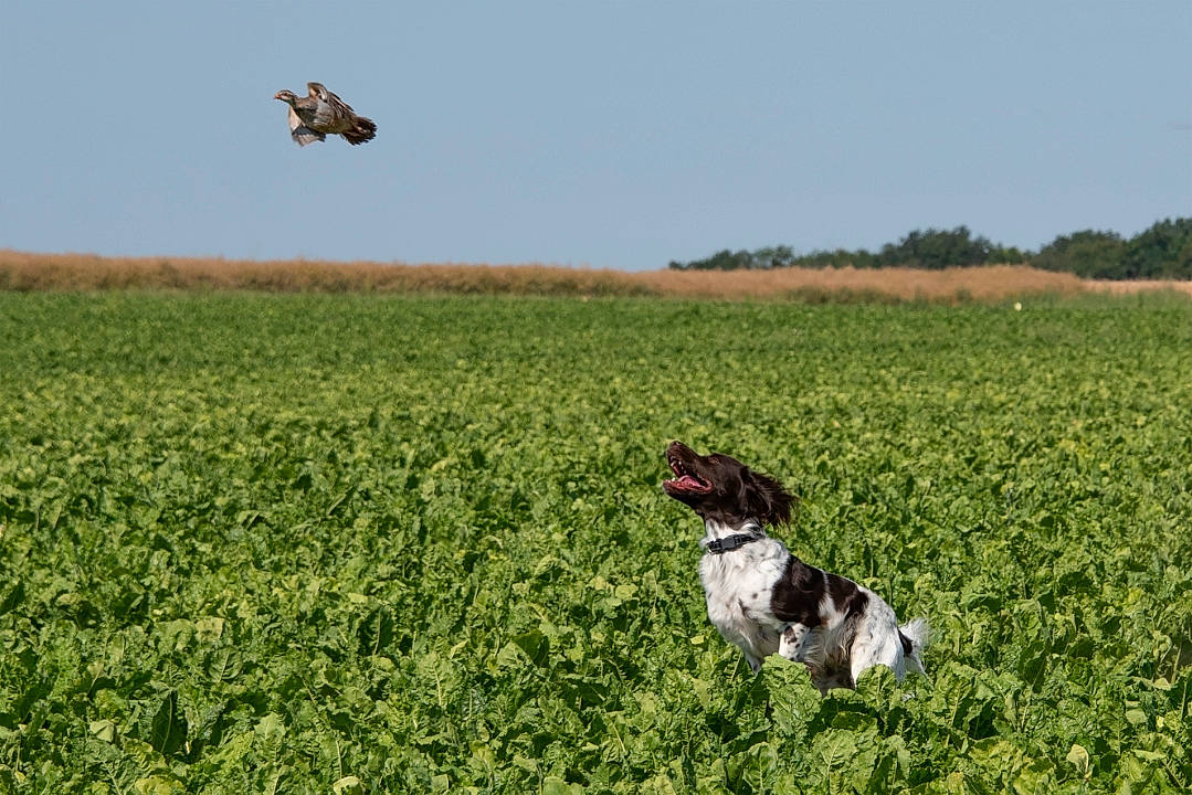 Orkan a rejoint le concours — aidez-le/la à gagner de superbes lots ! canidae, carnivore, crop, dog, dog_breed, english_springer_spaniel, field, field_trial, grass, grassland, gun_dog, hunting_dog, large_munsterlander, old_danish_pointer, plant, pointer, pointing_breed, prairie, small_munsterlander, sporting_group