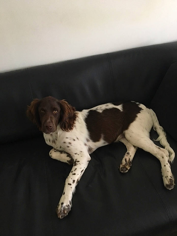 Orkan participe au concours pour gagner de l'argent avec cette photo : braque_dauvergne, brittany, canidae, carnivore, dog, dog_breed, drentse_patrijshond, english_springer_spaniel, french_spaniel, german_longhaired_pointer, hunting_dog, large_munsterlander, mammal, old_danish_pointer, pointing_breed, rare_breed_dog, small_munsterlander, spaniel, sporting_group, vertebrate