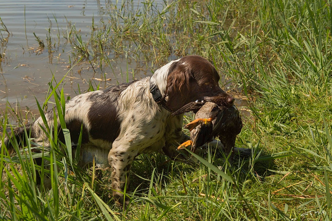 Orkan participe au concours pour gagner de l'argent avec cette photo : blue_picardy_spaniel, braque_francais, canidae, carnivore, dog, dog_breed, field_trial, french_spaniel, german_longhaired_pointer, german_spaniel, hunting_dog, mammal, old_danish_pointer, picardy_spaniel, pointing_breed, retriever, russian_spaniel, small_munsterlander, sporting_group, vertebrate